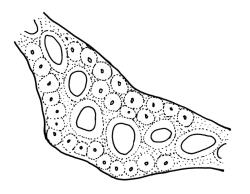 Dicranoloma plurisetum, costa cross-section, mid leaf. Drawn from A.J. Fife 8581, CHR 464928.
 Image: R.C. Wagstaff © Landcare Research 2018 